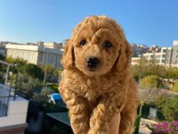 Toy poodle yavru köpekler