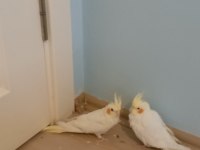 Pvc kafes ve malzemeler ile birlikte sultan papağanı