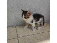 Beş yavru kedim
