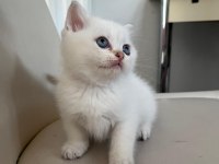 British blue point yavrularımız