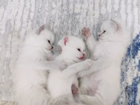 25 günlük british longhair yavru