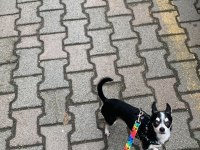 Şivava köpeğime eş arıyorum