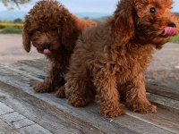 Toy poodle yavrularımız