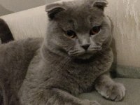 SCOTTİSH FOLD 1 YAŞINDA KEDİMİZ