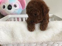 XXS MIKRO OYUNCAK TEACUP KOREA POODLE DİŞİ ERKEK