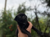 68 günlük pink carrier pug mops bebekler dişi-erkek