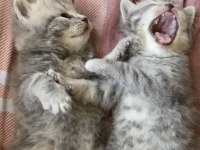 British shorthair kediler