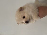 Mini mini yavrucaklar pomeranian boo