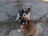 Köpeğim satılıktır bir Niğde Çavdarlı köyü