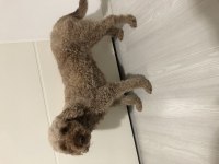 2.5 yaşında dişi poodle