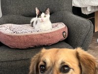 3,5 Aylık Yavru Erkek Kedimiz