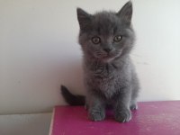 BRİTİSH SHORTHAIR ERKEK YAVRU