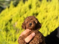 Orjinal Irk Ve Sağlık Garantili Toy Poodle Bebeklerimiz