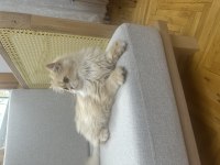 Yakışıklı golden british longhair erkek