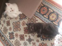 British shorthair kedimiz