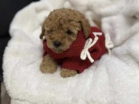 Toy Poodle Köpeği