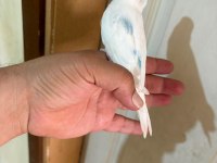 29 Günlük Konuşturmalık Bebek Muhabbet Kuşu