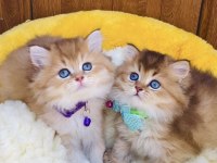 Üst düzey golden NY12 Brıtısh shorthair 