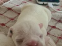 3 HAZİRAN DOĞUMLU BEYAZ MAVİ GÖZ FRENCH BULLDOG