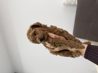 2 aylık toy poodle