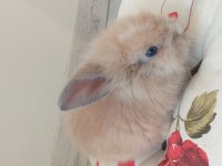 1.5 Aylık Hollanda Lop Tavşanı