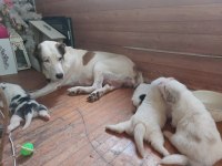 Alabai puppies
