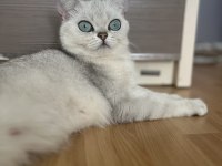 Dişi british shorthair kedim için eş arıyorum