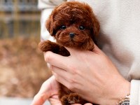 ANTIALERJIK TOY POODLE BEBEKLERIM
