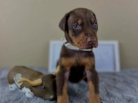 Dişi erkek doberman kapıda ödemeli güvenli sistem