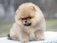 Secereli Irk Garantili Pomeranian Boo Teddy Bear