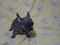 Scrli anatolian bulls üretimi egzotik french bulldog