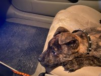 Güzel yapılı aşılı 3 aylık presa canario