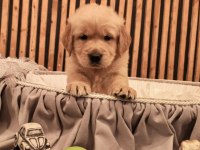 GOLDEN RETRİEVER KÖPEĞİMİZ
