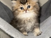 Safkan iran chinchilla yavruları