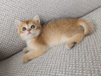 Safkan british golden shorthair yavrular