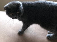 Scottish fold kedim