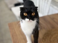Scottish fold kedimiz ücretsiz