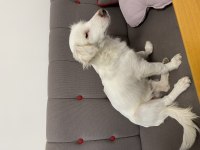 Köpeğimize maddi manevi aile olur musunuz