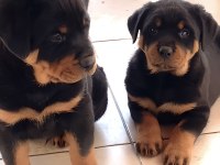 Varsa daha iyisi rottweiler o da annesi