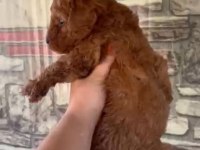 DUNYA TATLISI POODLE MINIKLERIMIZ