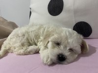 Maltese 1 numara