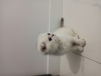 Satılık scottish fold