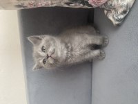 Birbirinden güzel scottish fold bebeklerim