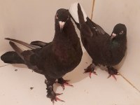 GÜVERCİN ARAP TAKIM ENSEDE 81 İLE GÖNDERİM YAPARIZ