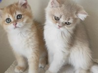 Saf kan british shorthair yavrular