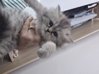 Chinchilla 2 aylık yavru kedimiz