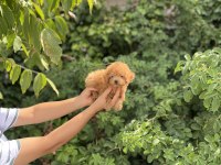 Kore Poodle Bebekler