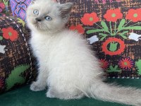 Blue Point Yavru British Kedimiz