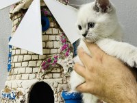 Safkan British Shorthair Bebekler