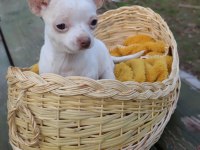 Chihuahua dişi elma kafa küt burun A kalite